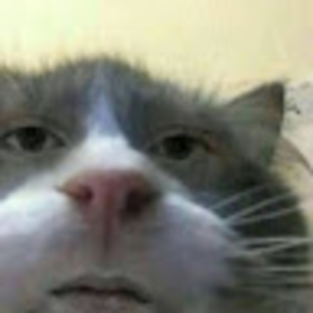 Meet your Posher, Ivy